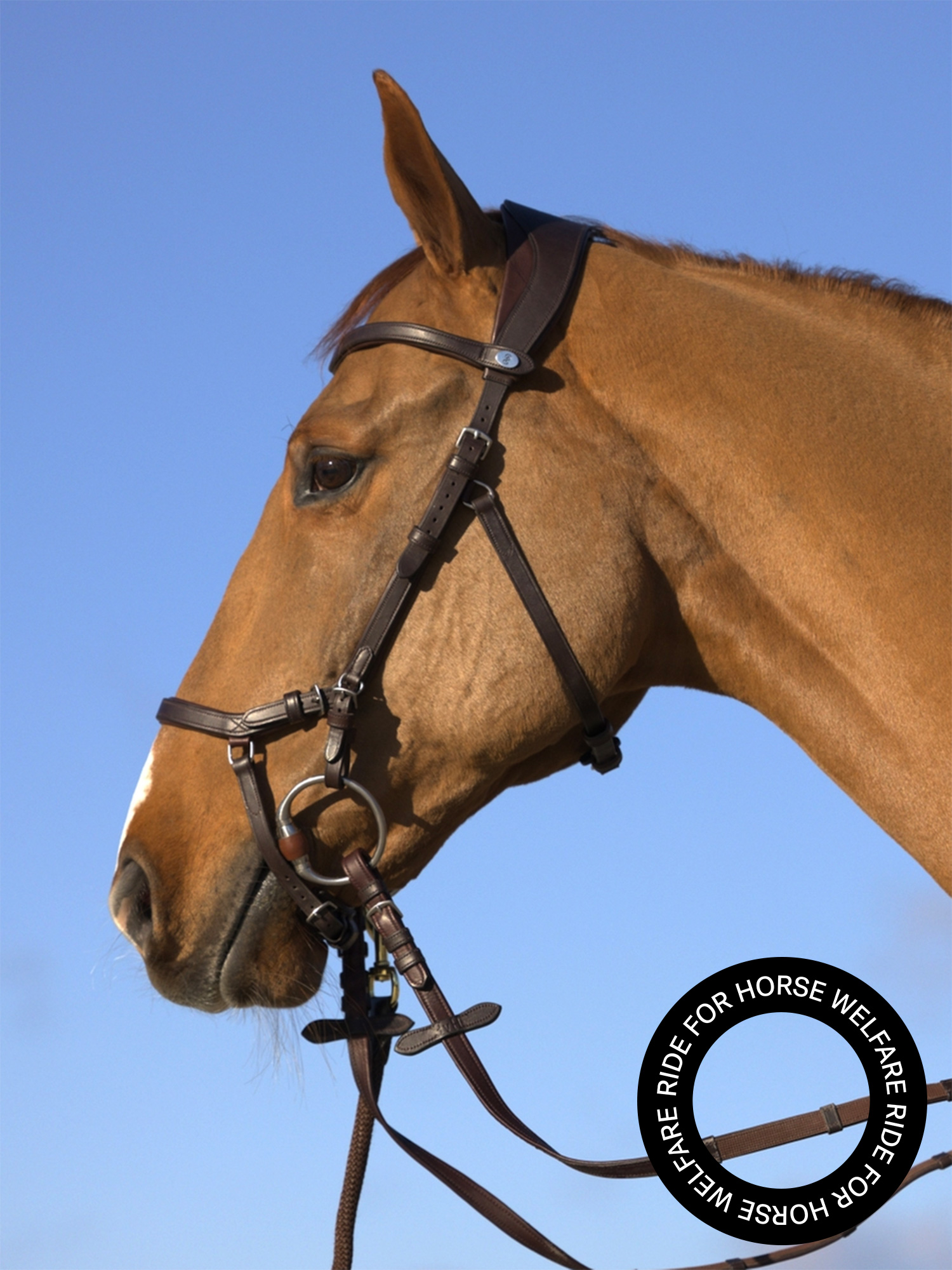Bridle King Edward
