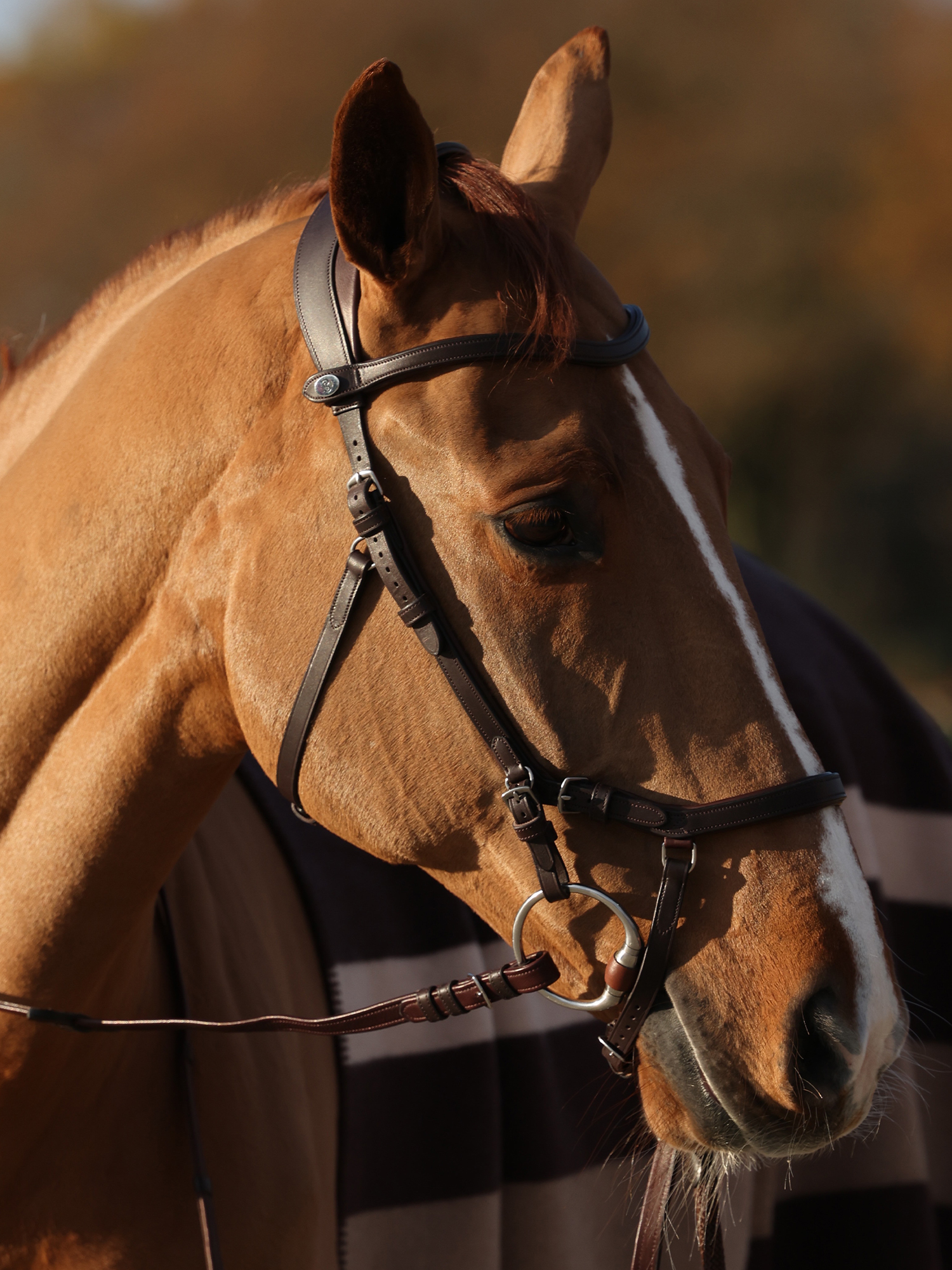 Bridle King Edward
