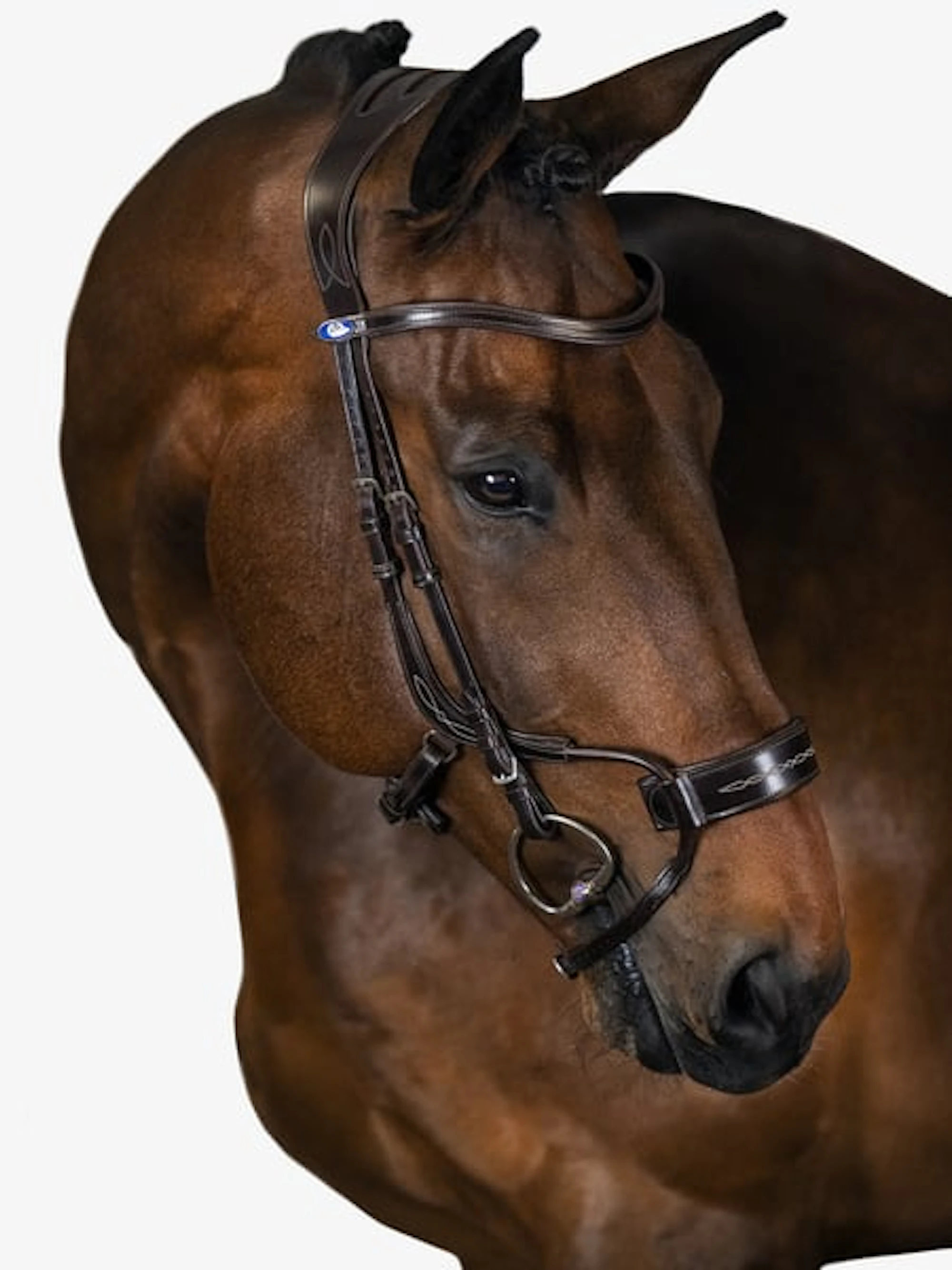High Jump Bridle + Melbourne Breastplate High Jump Bridle + Melbourne Breastplate