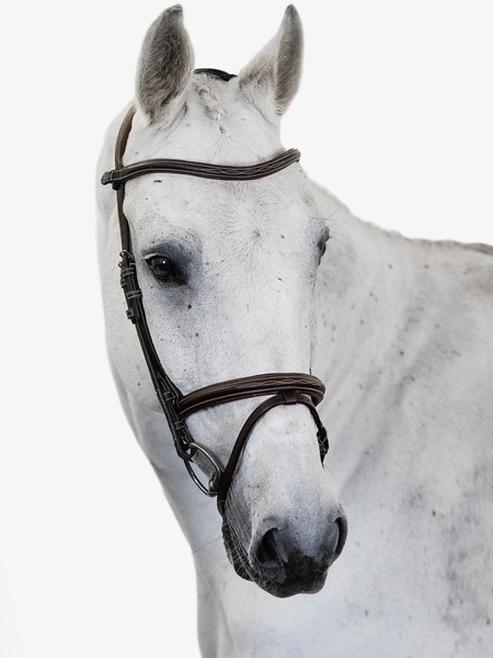 Stockholm Bridle + Melbourne Breastplate