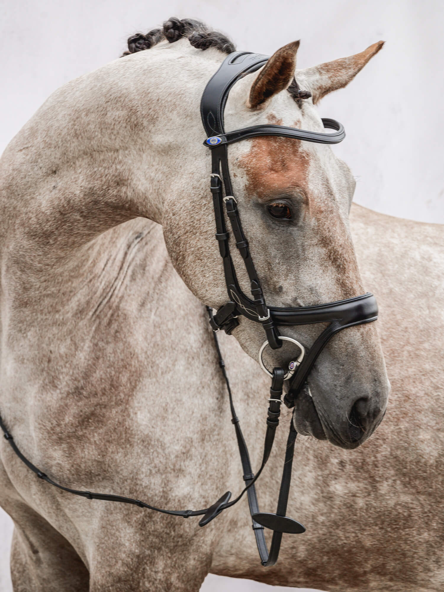 Jump Off Bridle + Reins Santa Fe