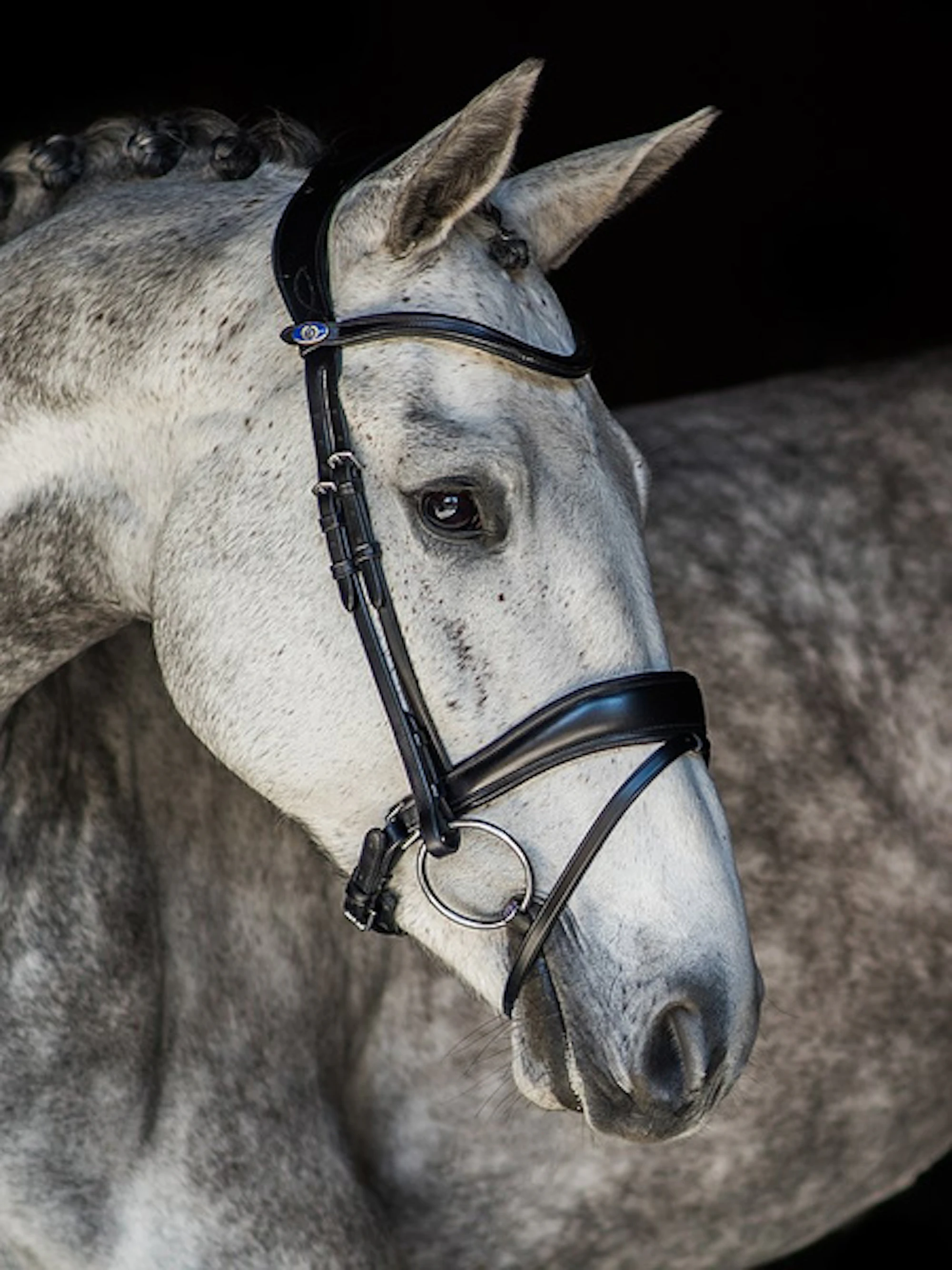 Flying Change Bridle + Dubai Flat Dressage Reins Flying Change Bridle + Dubai Flat Dressage Reins