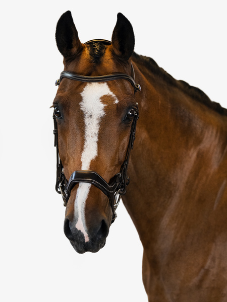 Pioneer Bridle
