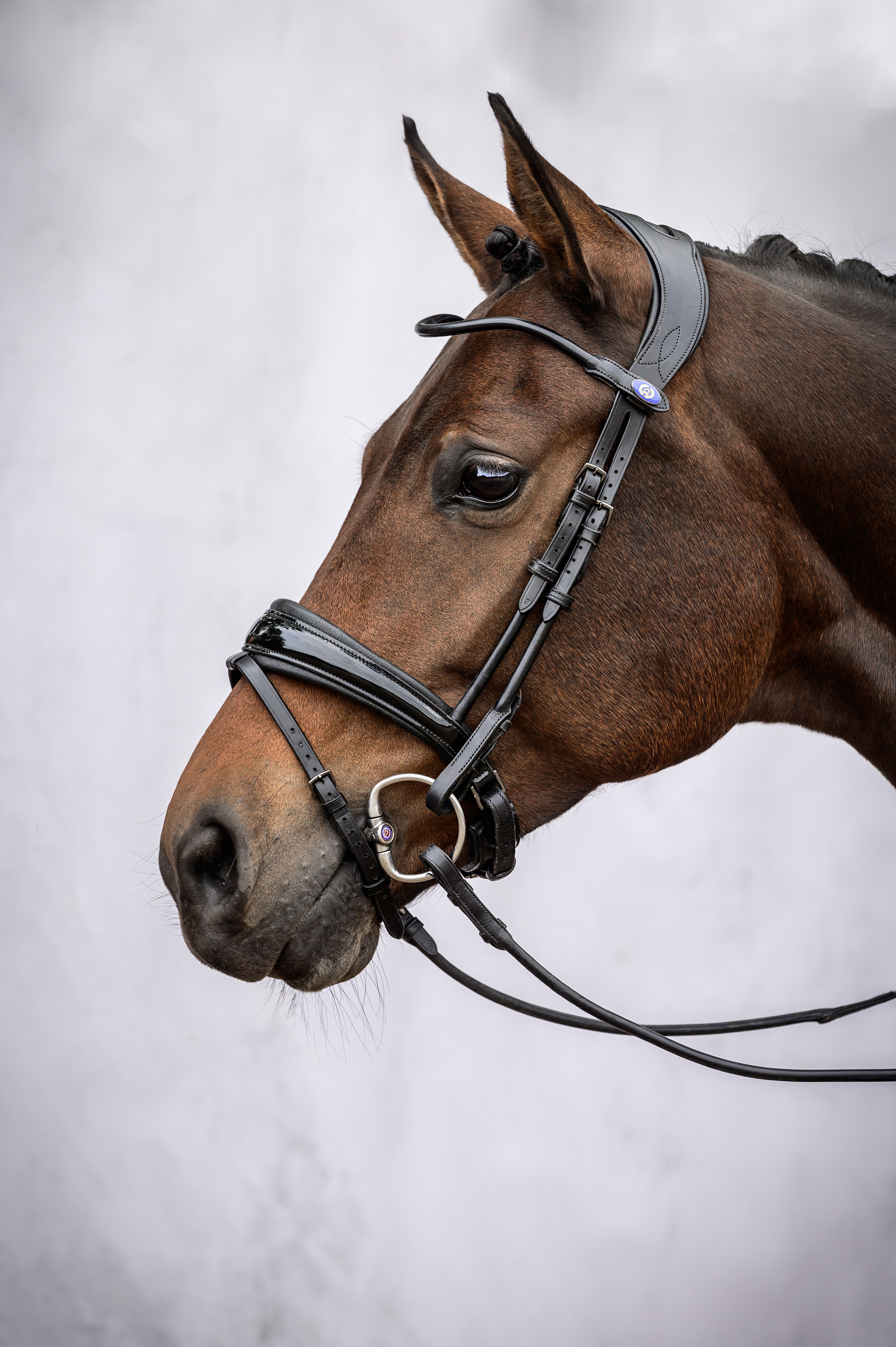 GP Lacquered Bridle - Black Padding