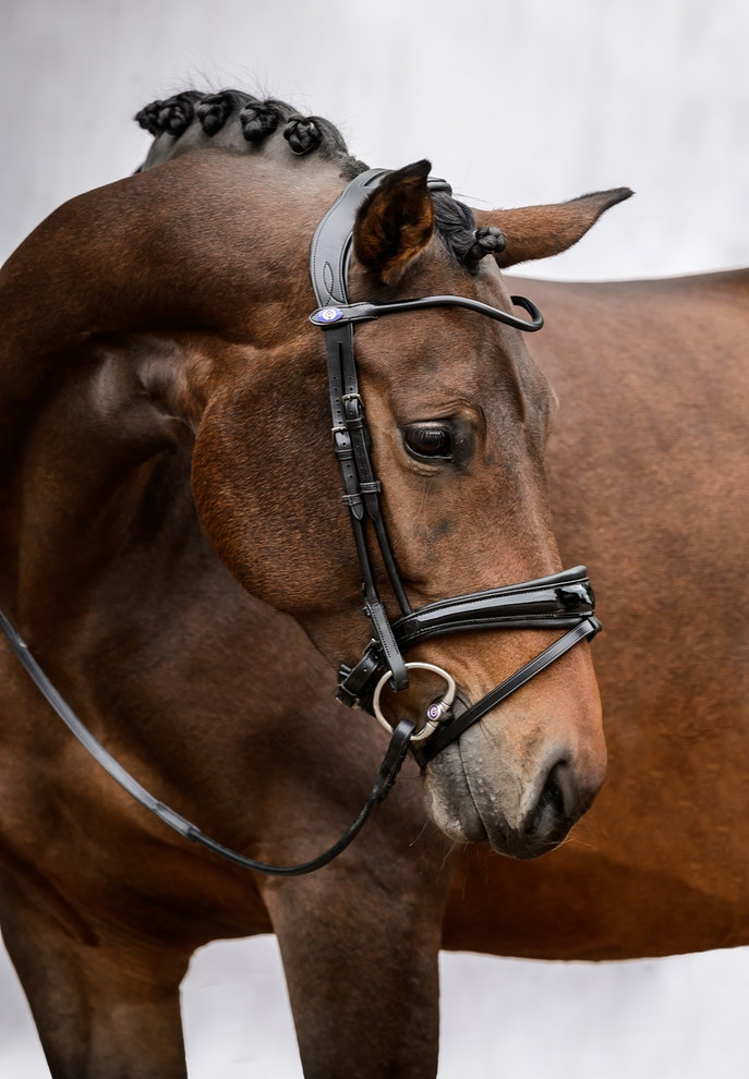 GP Lacquered Bridle - Black Padding