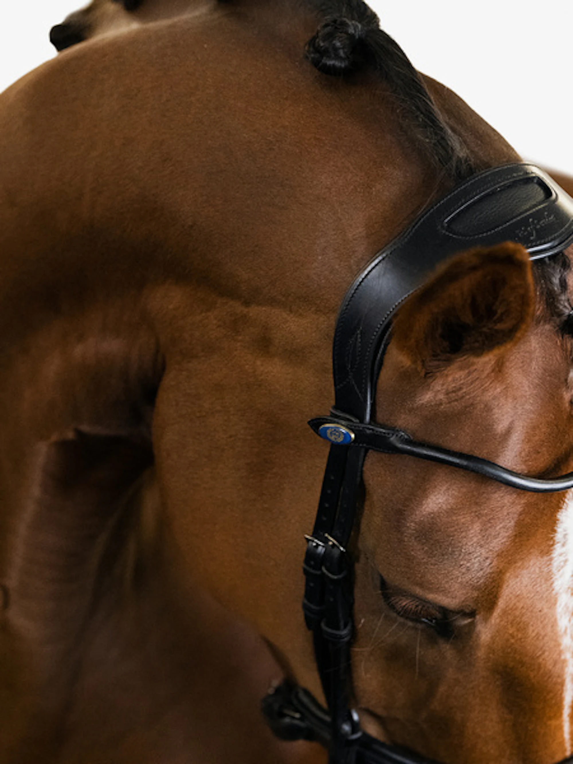 GP Bridle Black GP Bridle Black