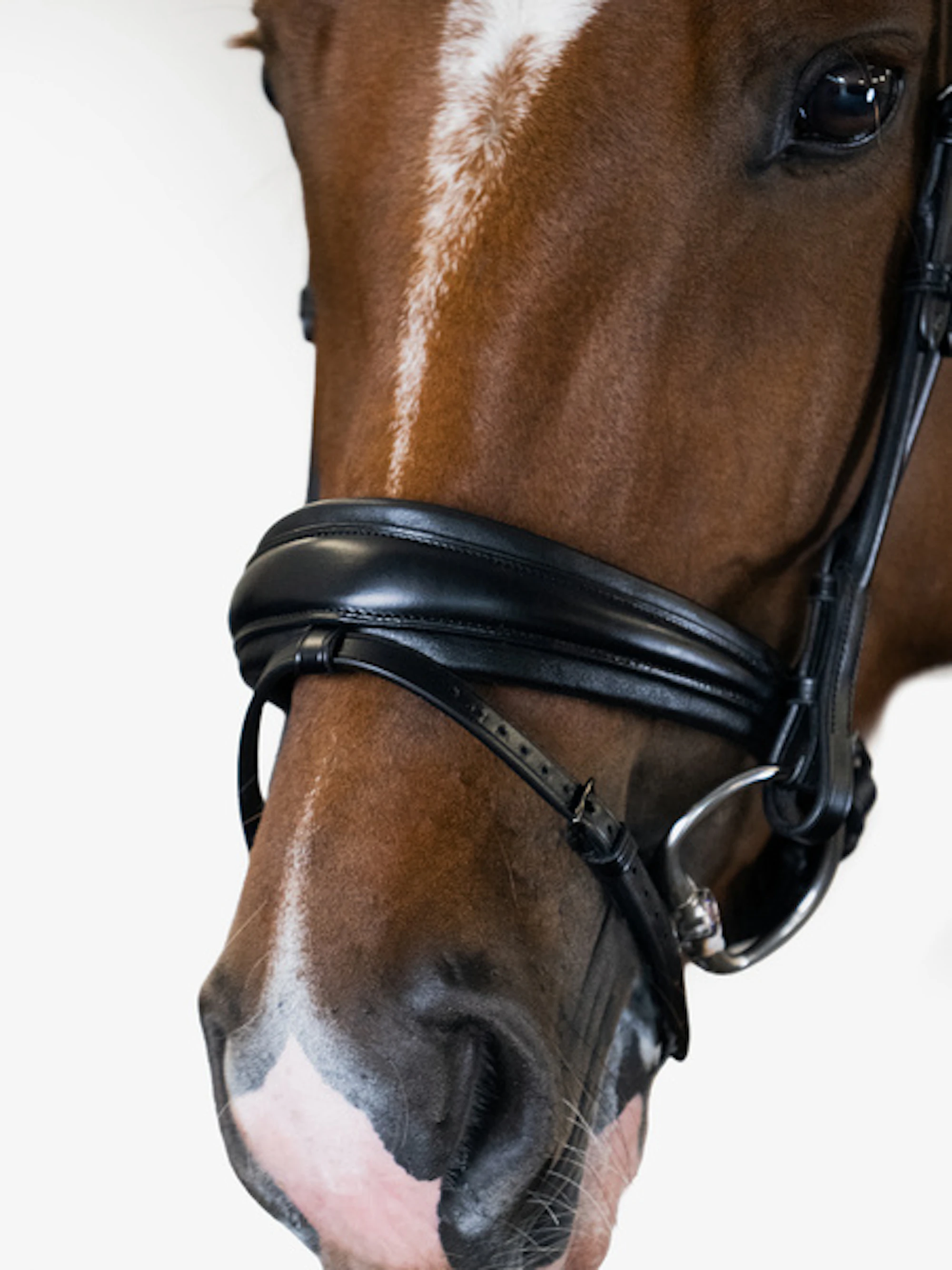 GP Bridle Black GP Bridle Black