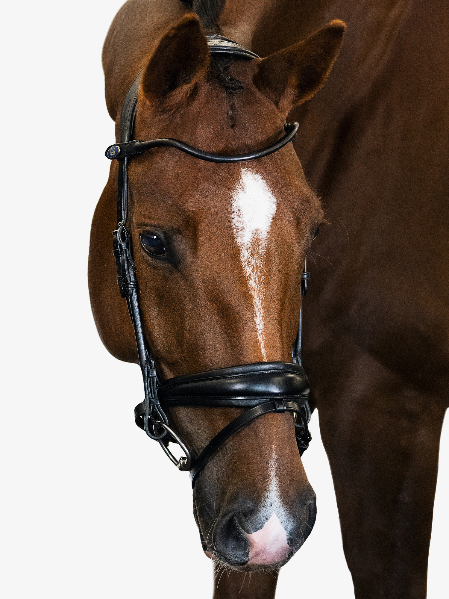 GP Bridle Black