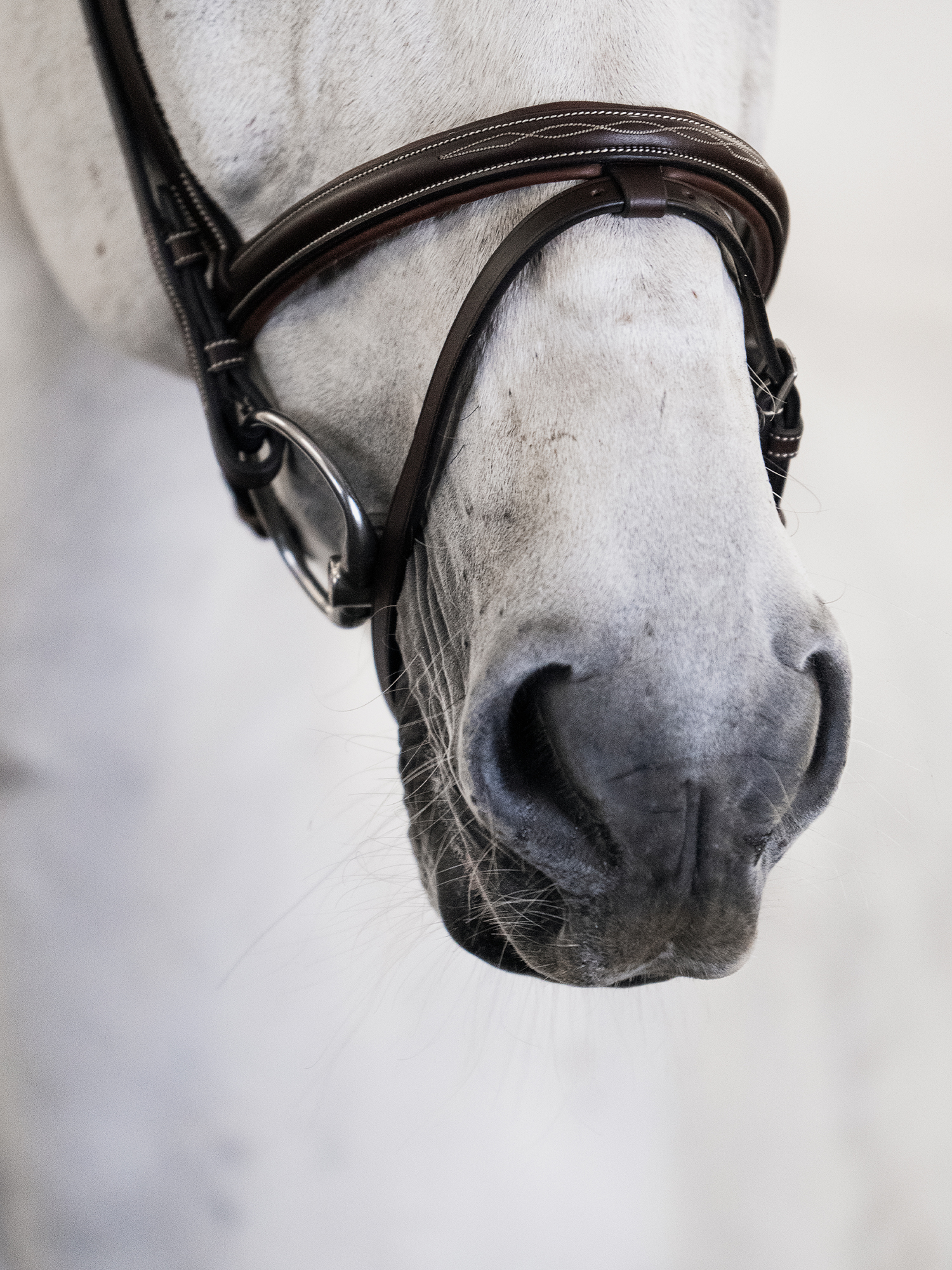 Stockholm Bridle