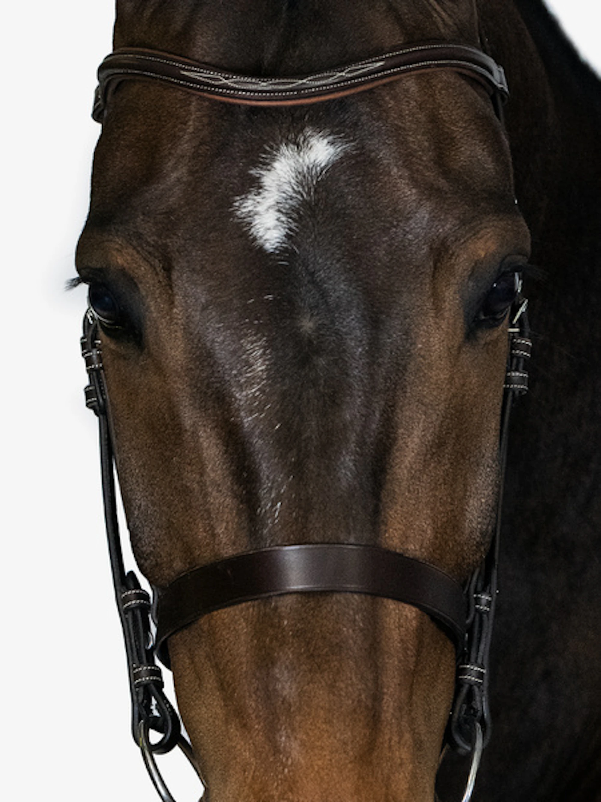 Wellington Bridle Wellington Bridle