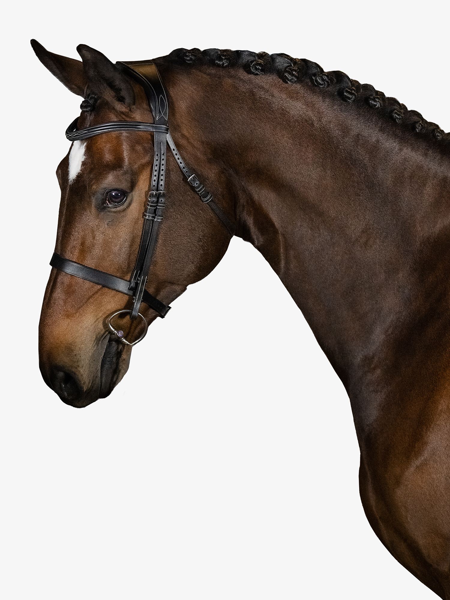 Wellington Hunter-Trense