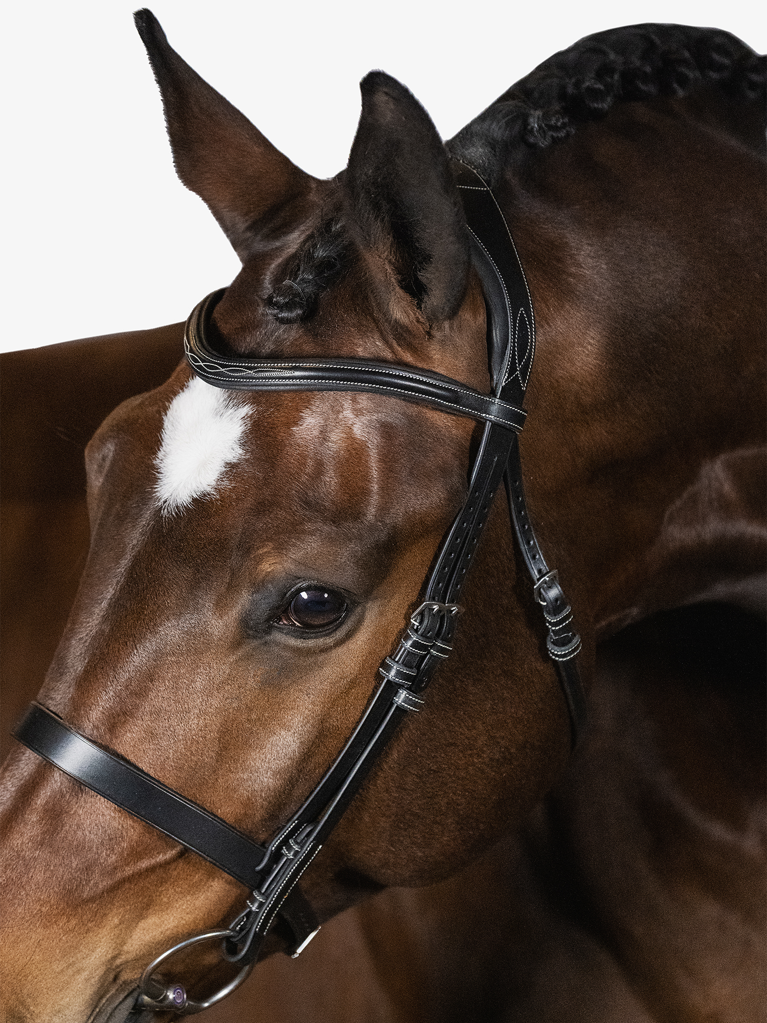 Wellington Hunter-Trense