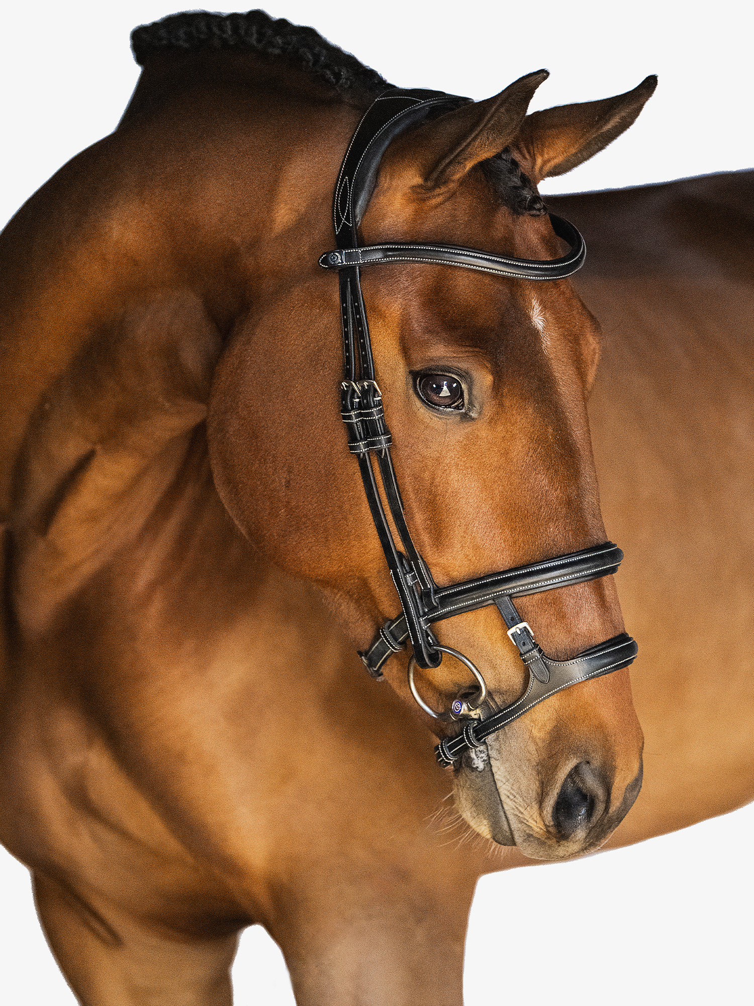 Paris Bridle