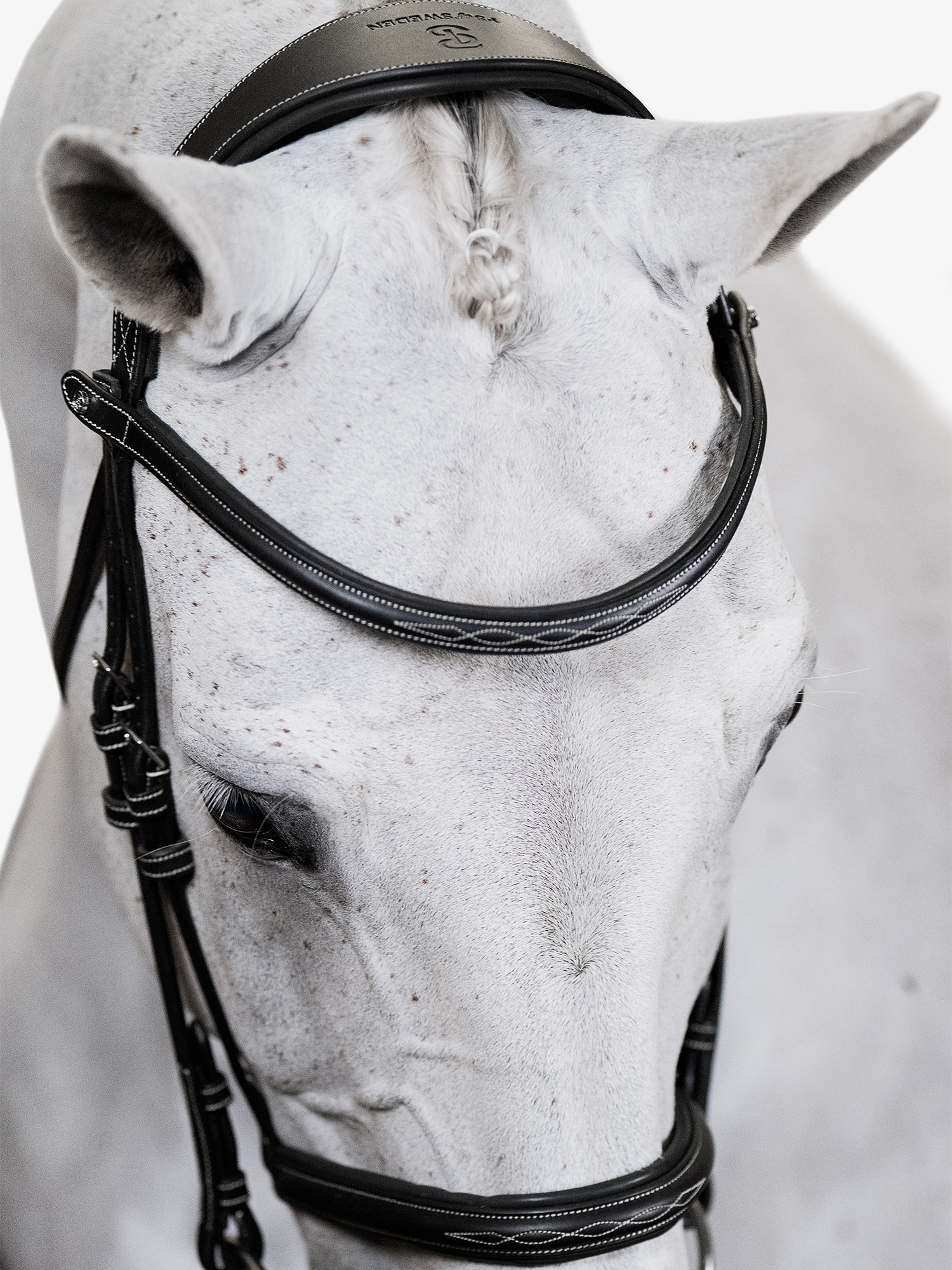 Ocala Bridle