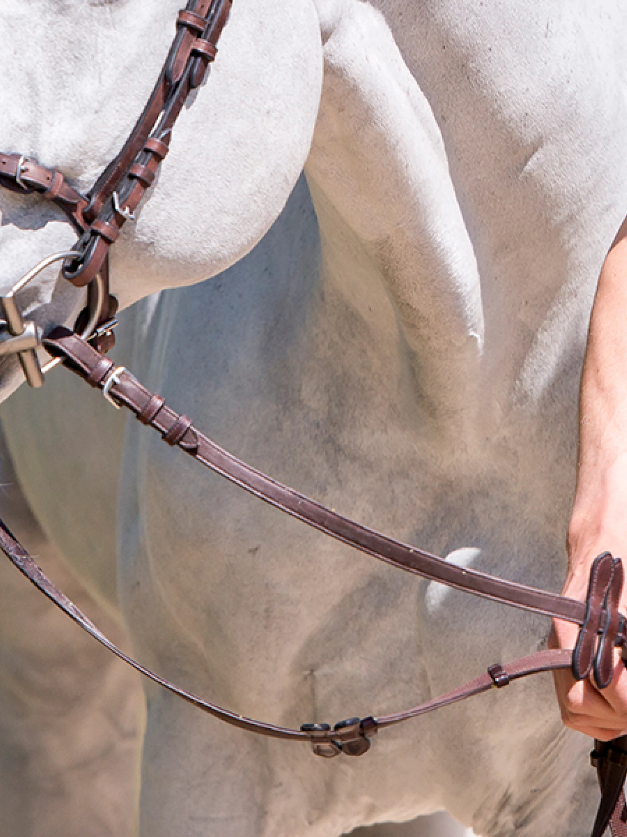 Reins by HvE Reins by HvE