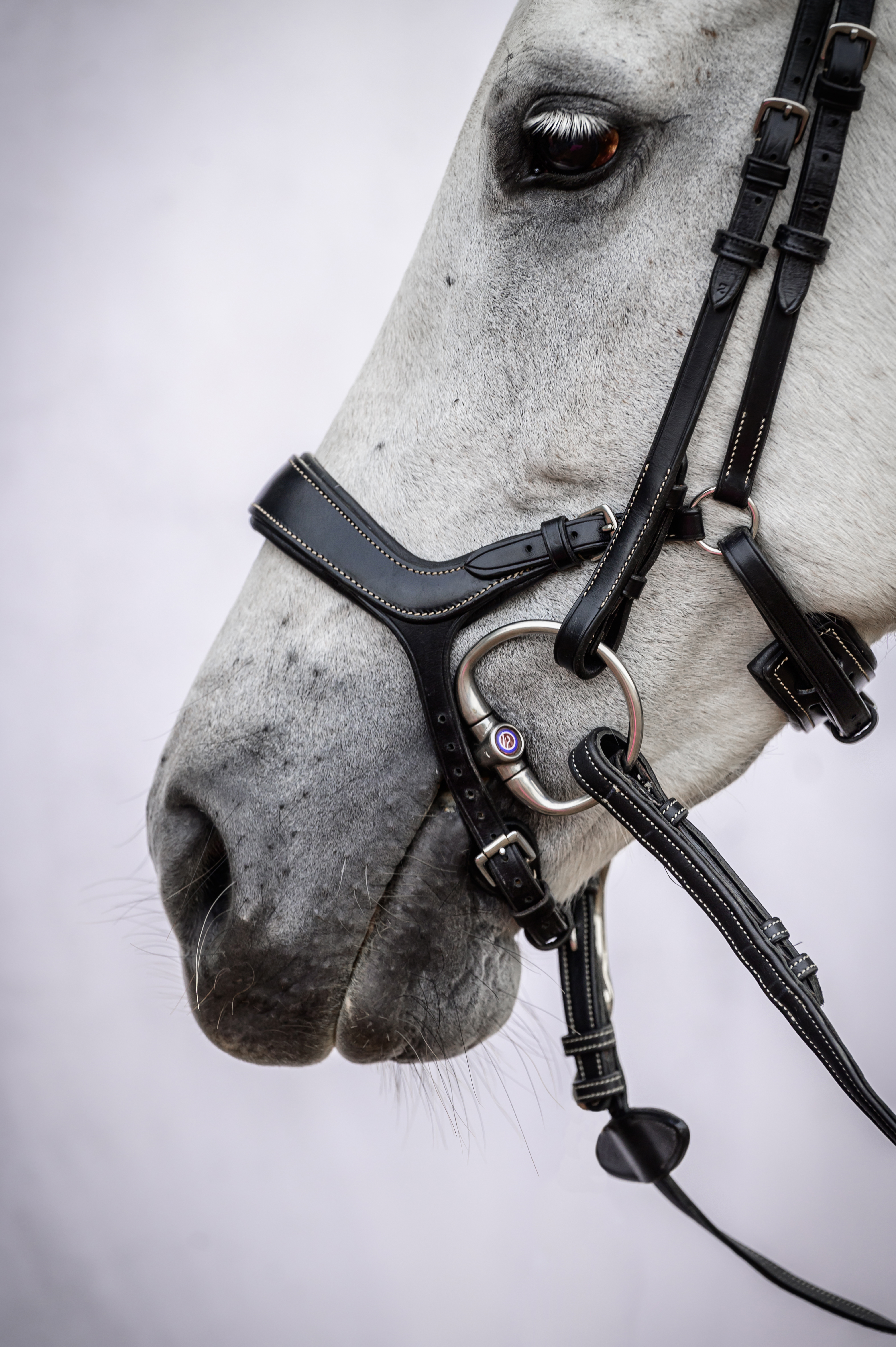 Bridle Pioneer
