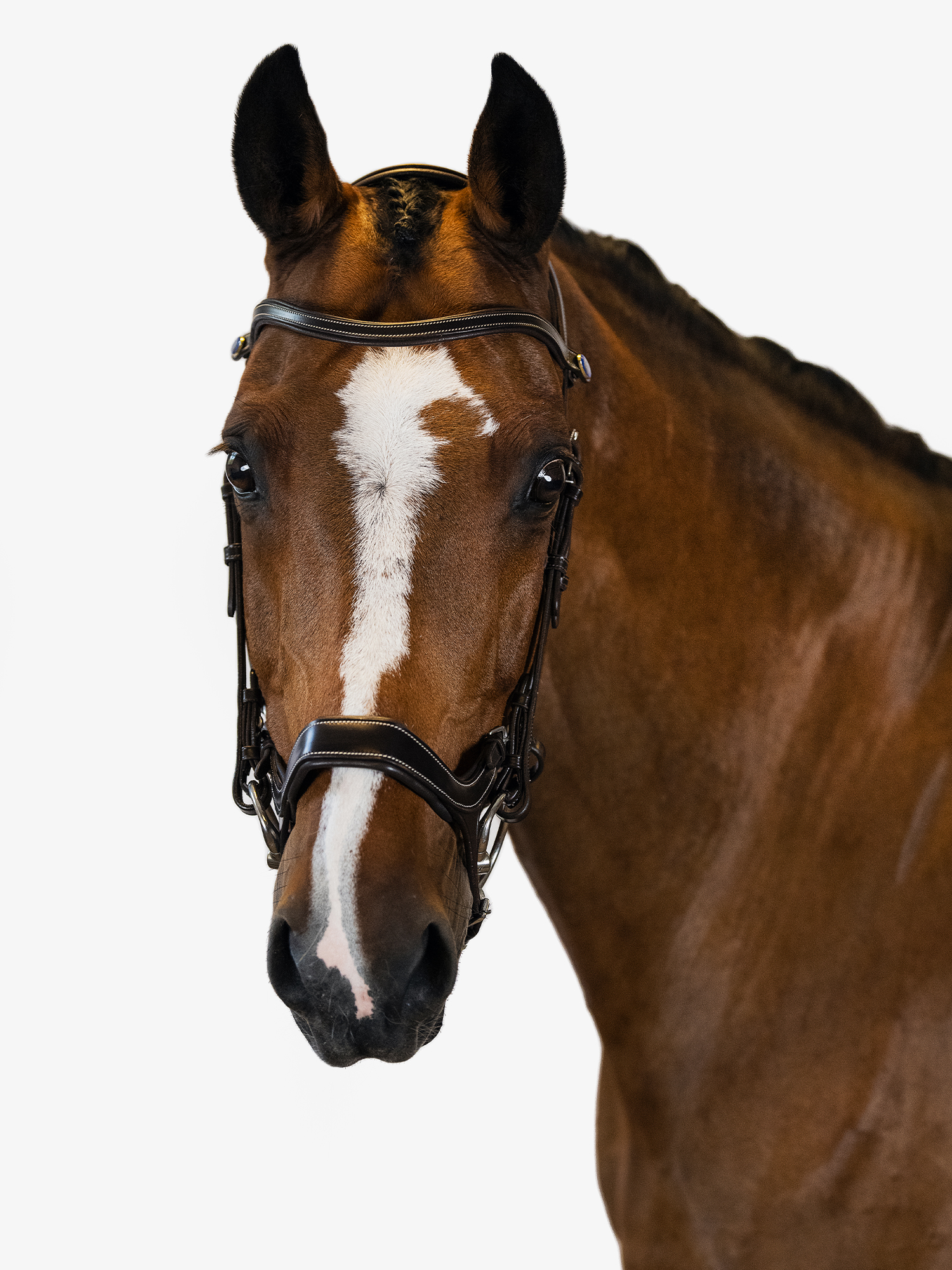 Bridle Pioneer
