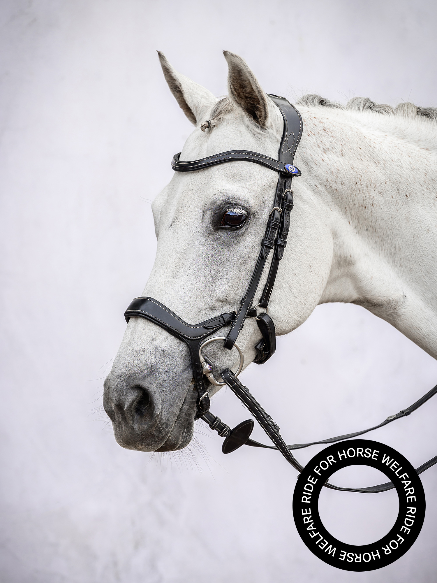 Bridle Pioneer