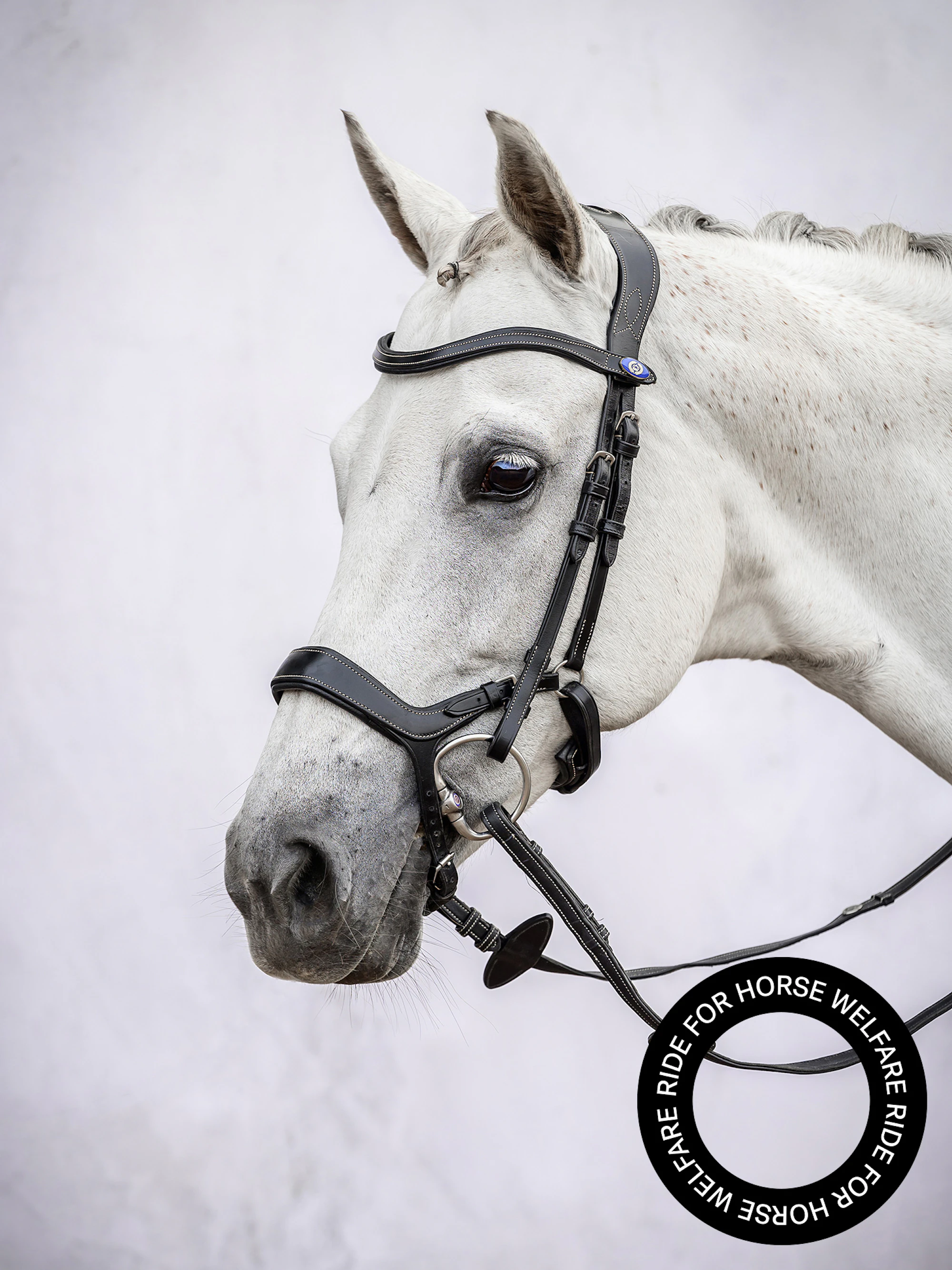 Bridle Pioneer Bridle Pioneer