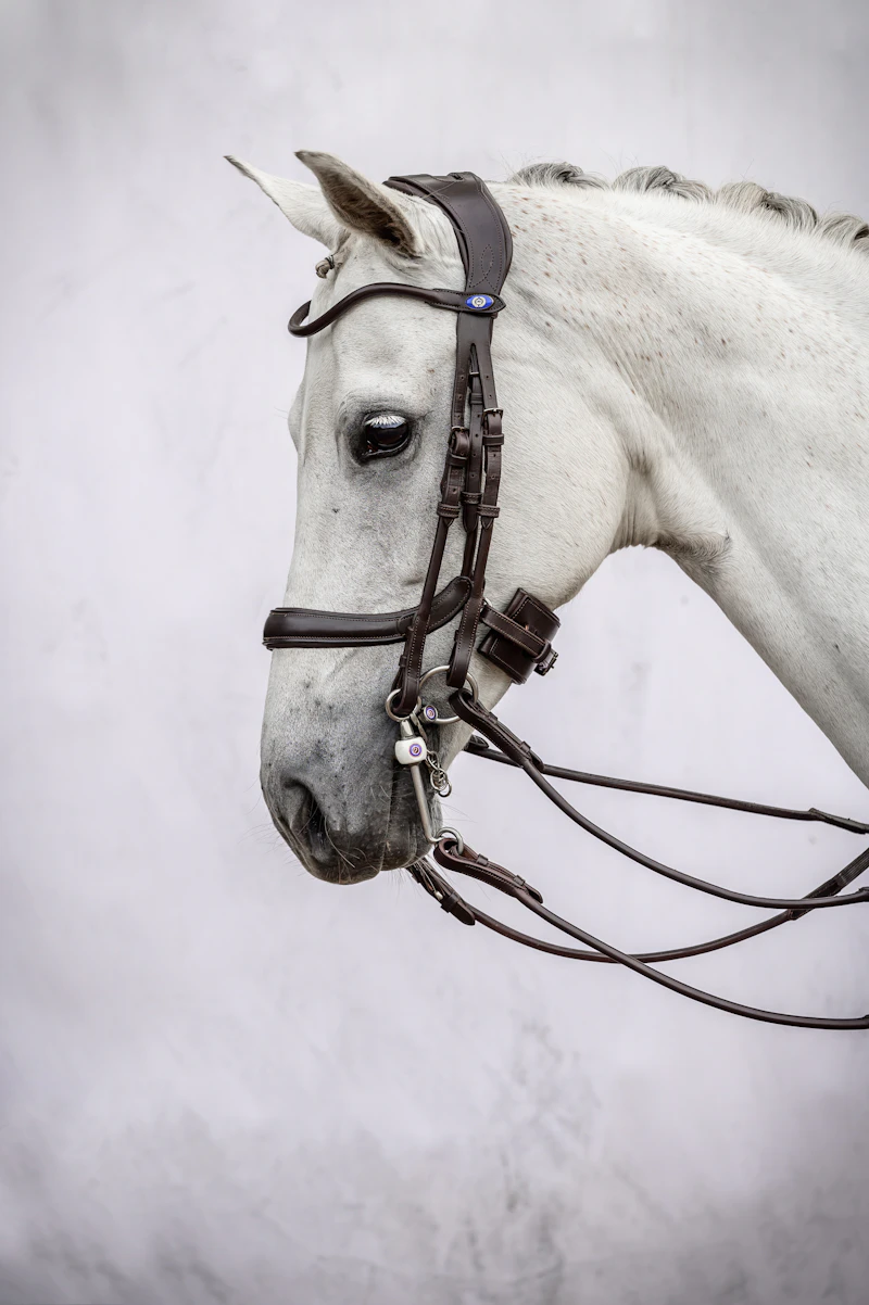 Double Bridle Paragon Double Bridle Paragon