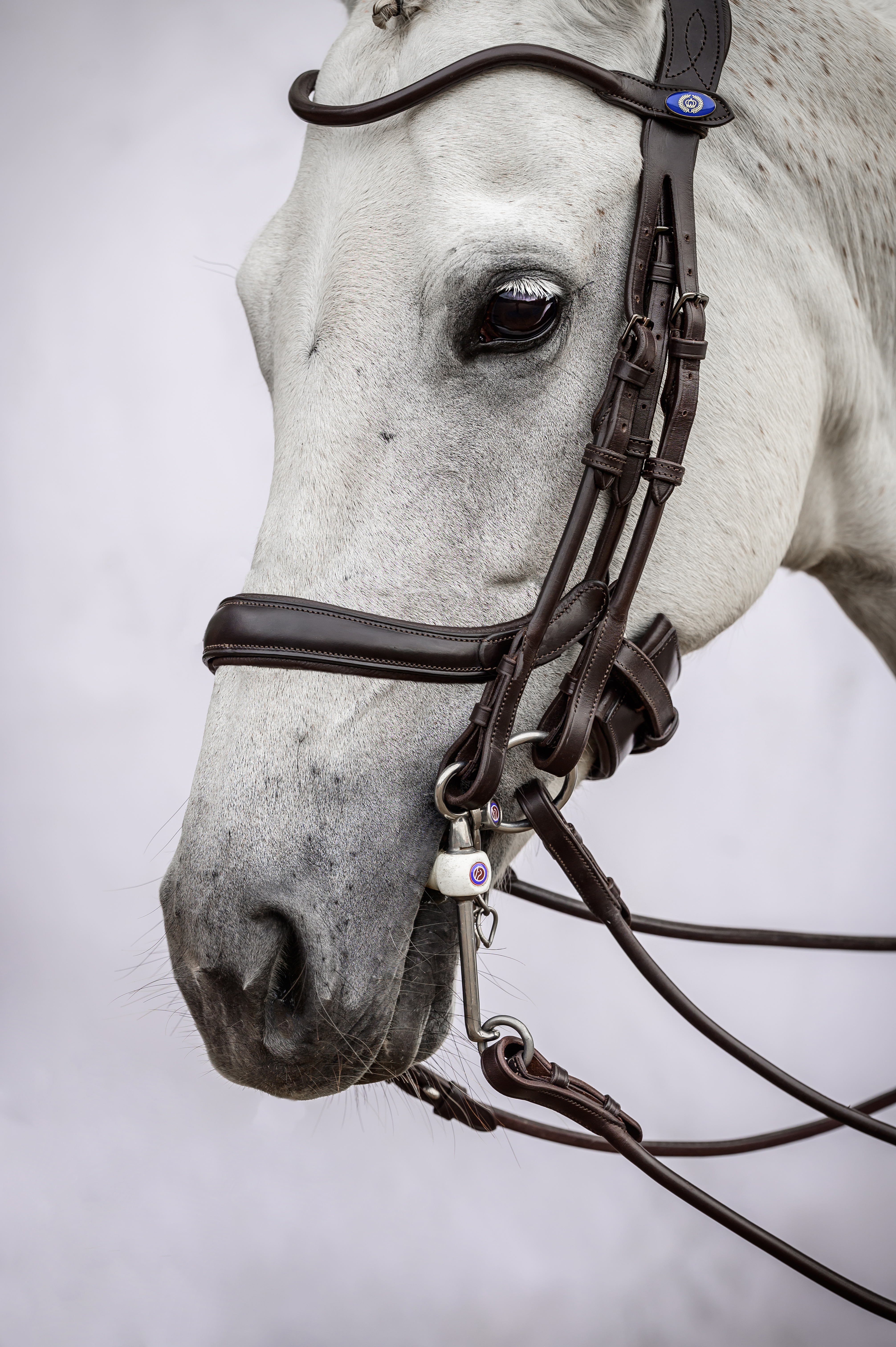 Double Bridle Paragon