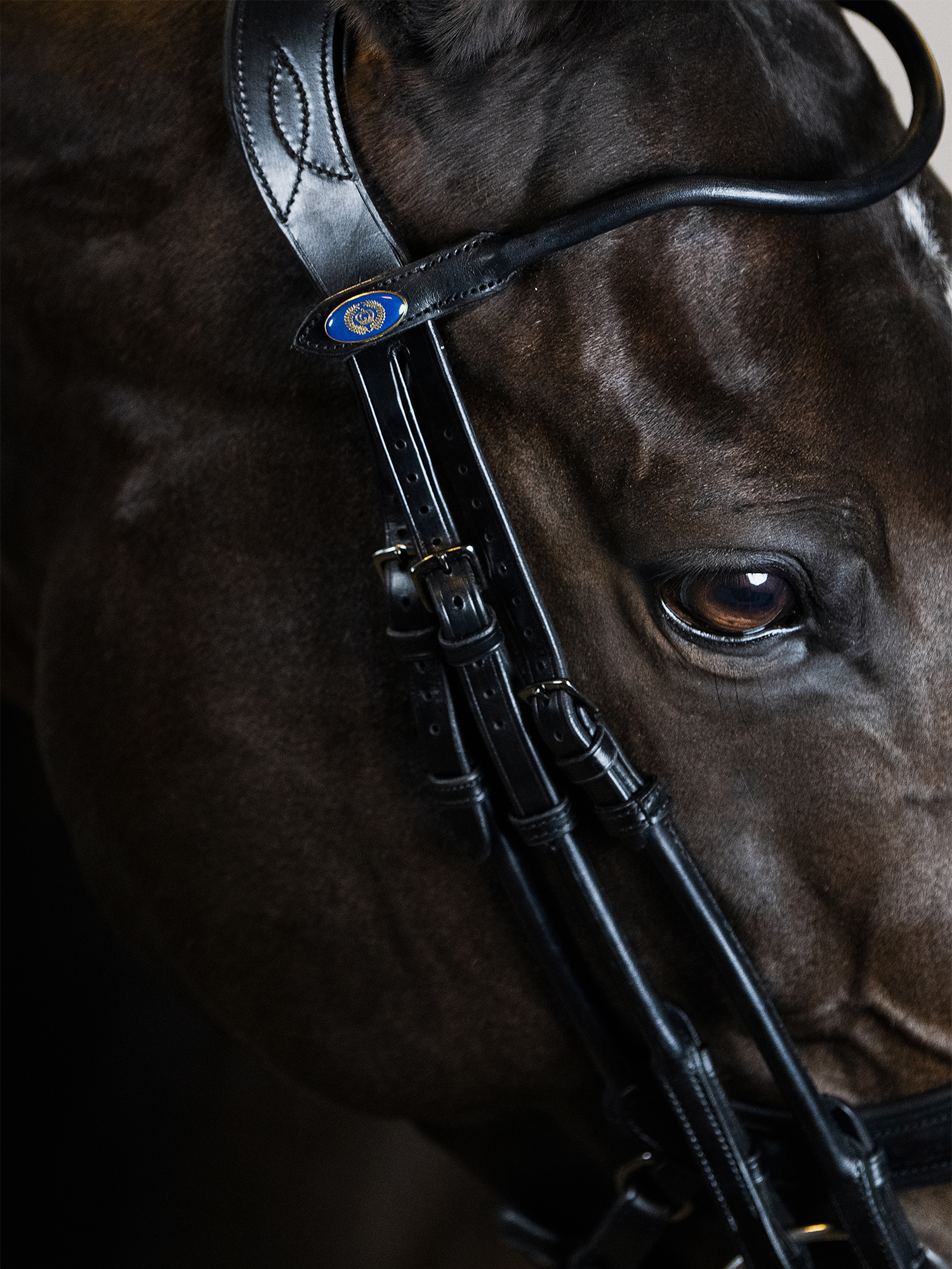 Double Bridle Paragon