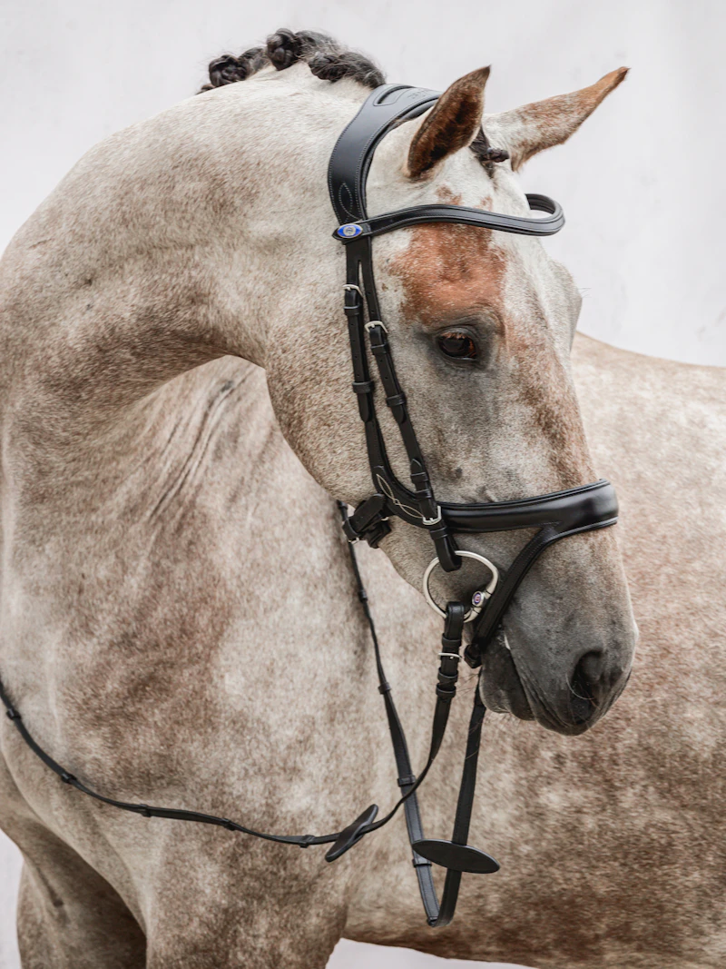Bridle Jump Off Bridle Jump Off