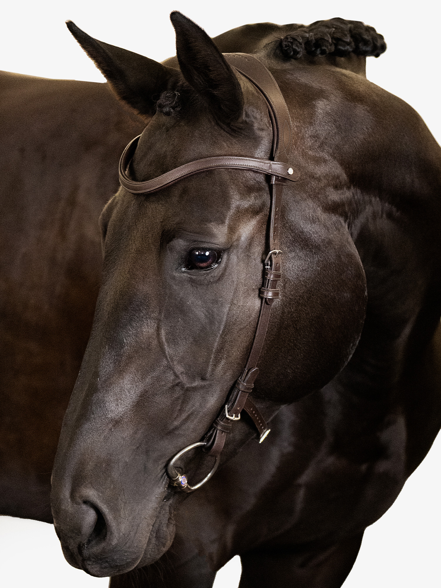 Bridle Helsinki