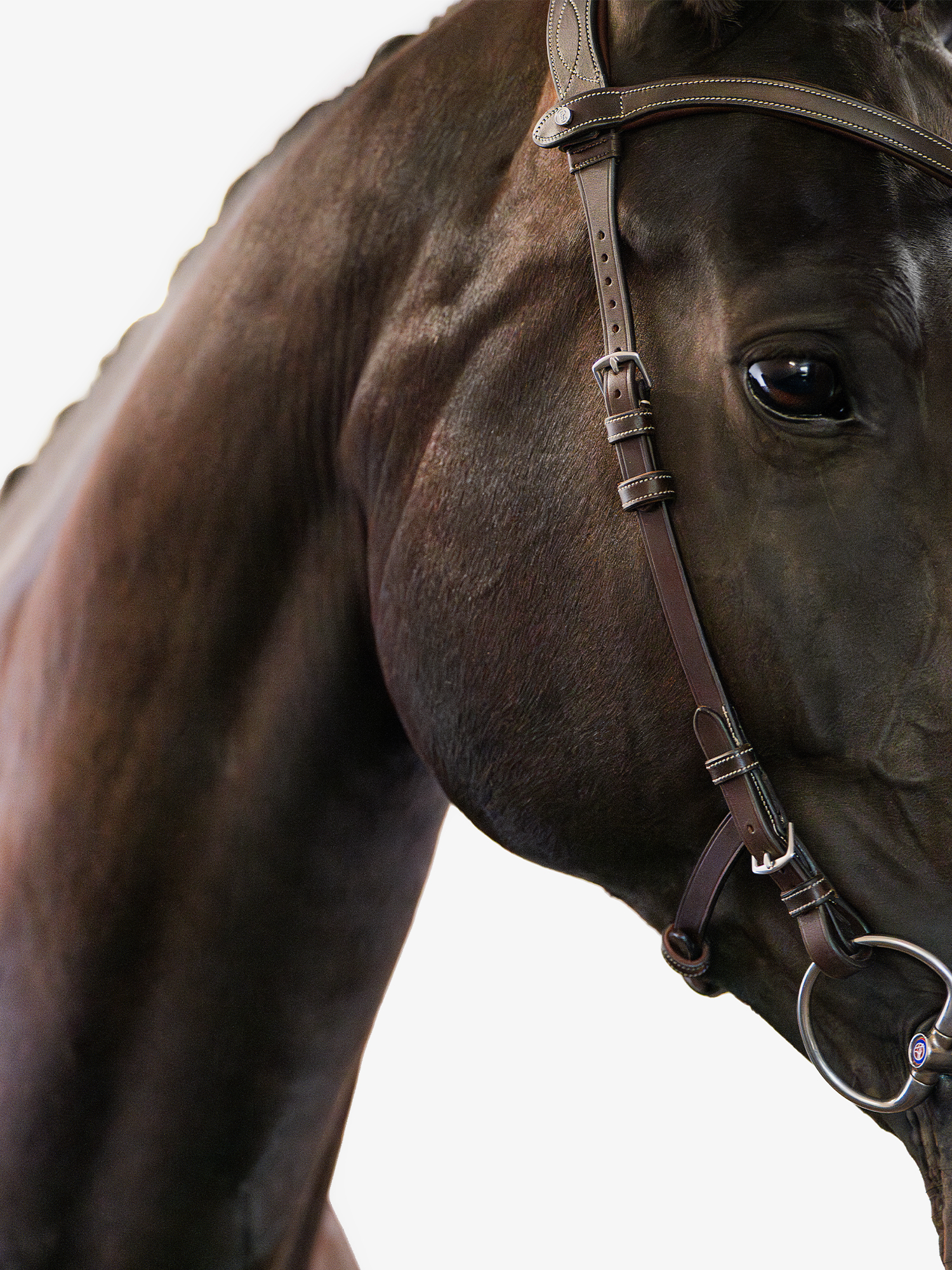 Helsinki Bridle