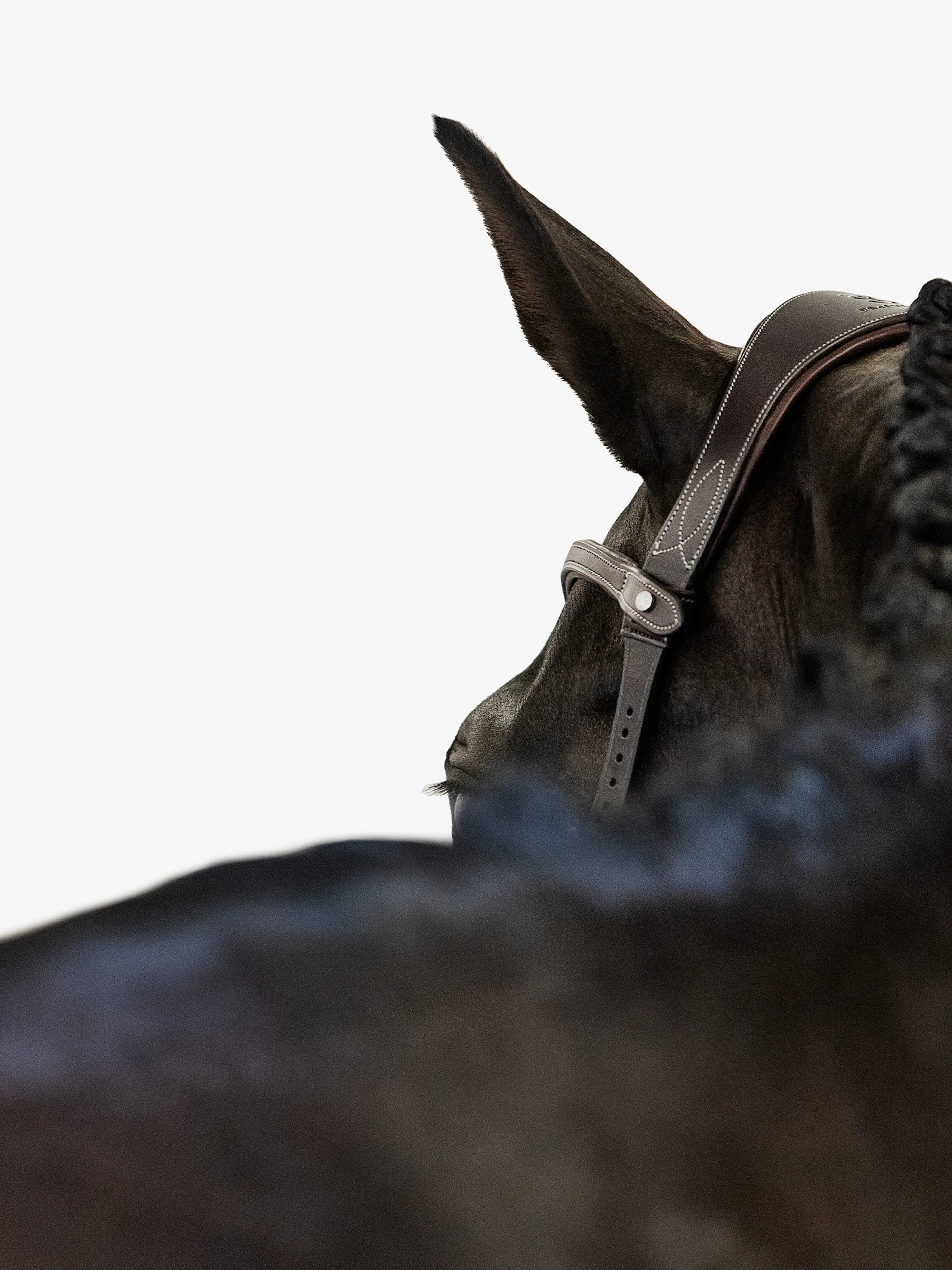 Helsinki Bridle Helsinki Bridle
