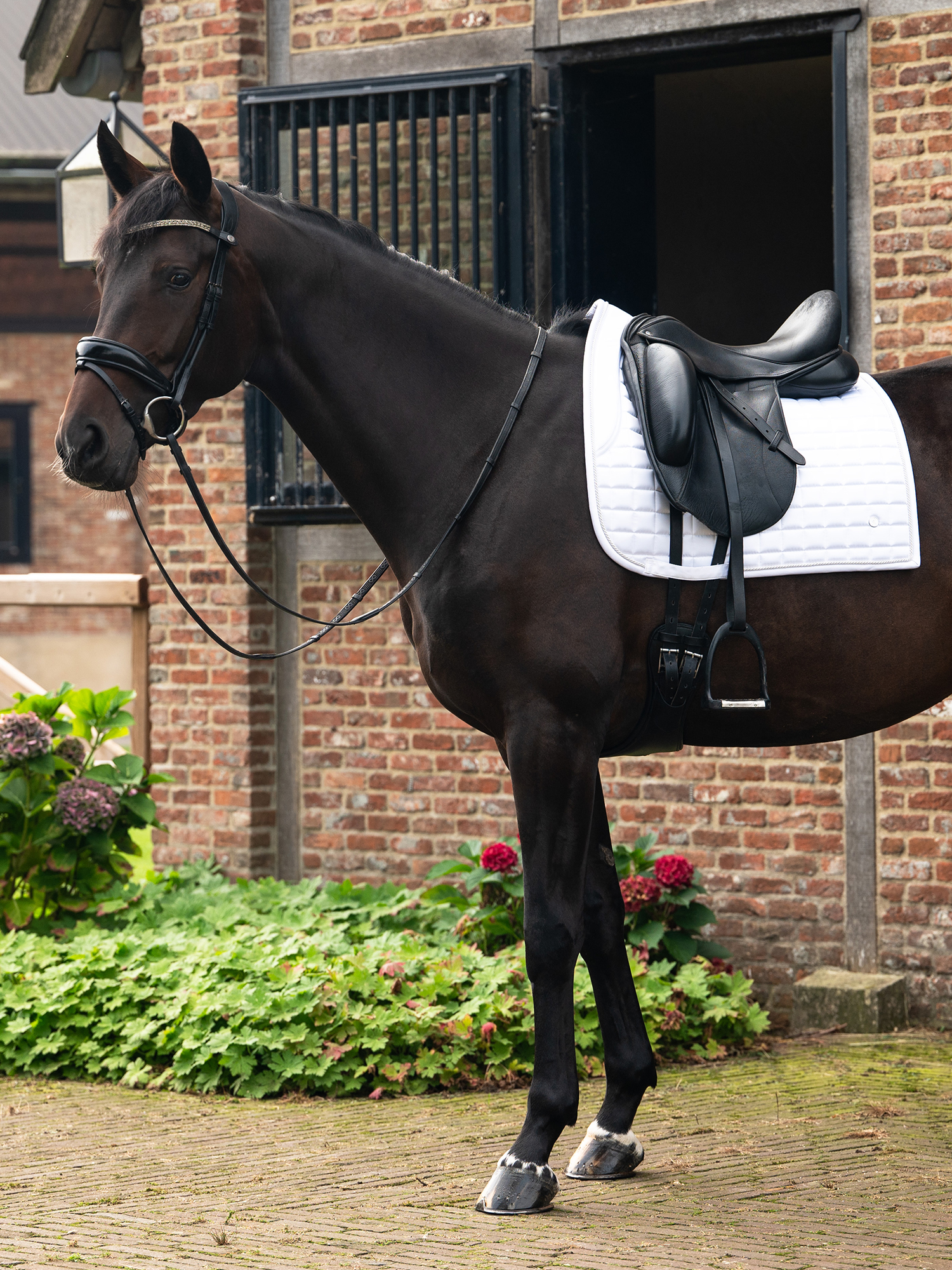 Dressyrschabrak Classic Quilt