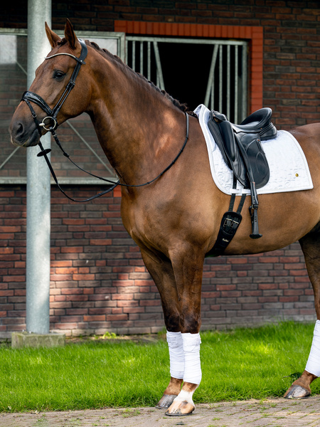 Dinja x PS Dressage Saddle Pad