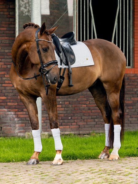 Dinja x PS Dressage Saddle Pad