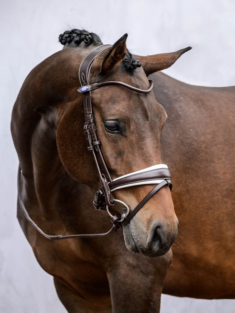 GP Bridle Brown/White GP Bridle Brown/White