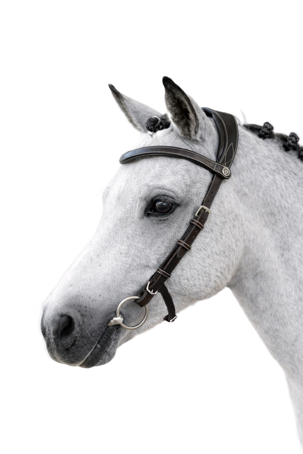 Bridle Helsinki Pony