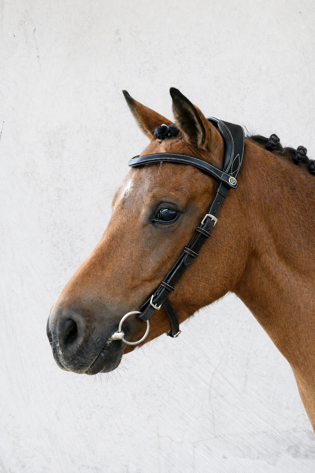 Bridle Helsinki Pony