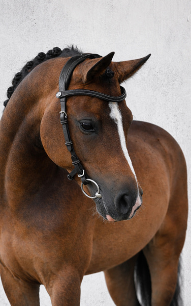 Bridle Helsinki Pony