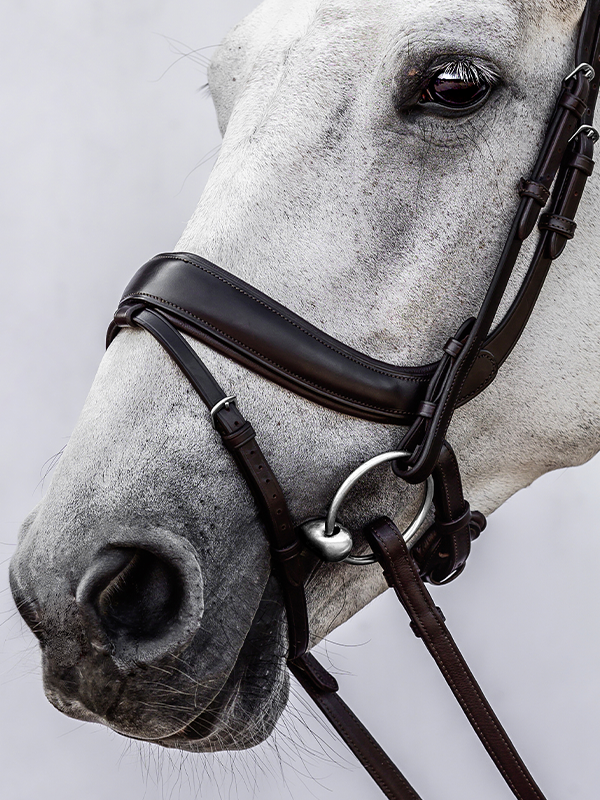 Bridle Paladin with Throatlatch