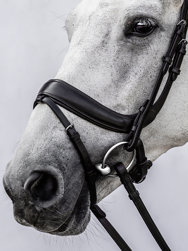 Bridle Paladin with Throatlatch