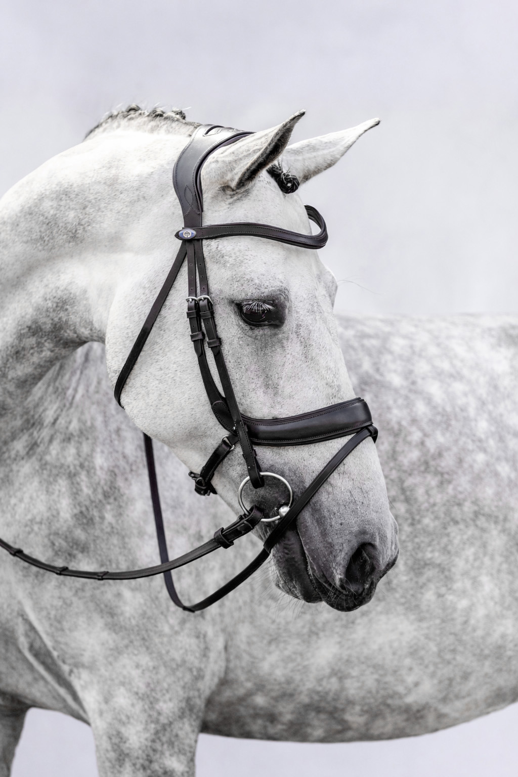 Bridle Paladin with Throatlatch