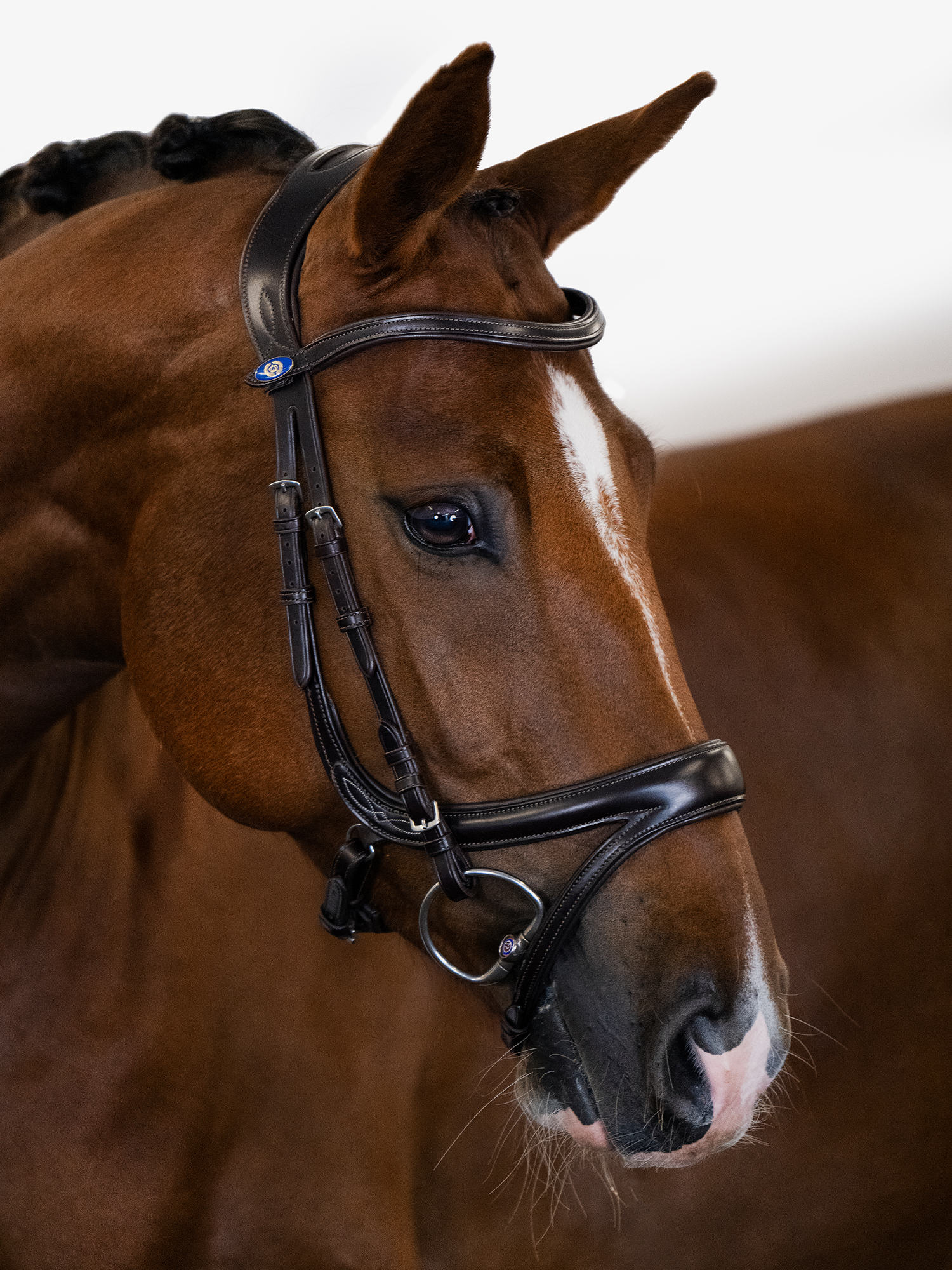 Jump Off Bridle + Melbourne Breastplate