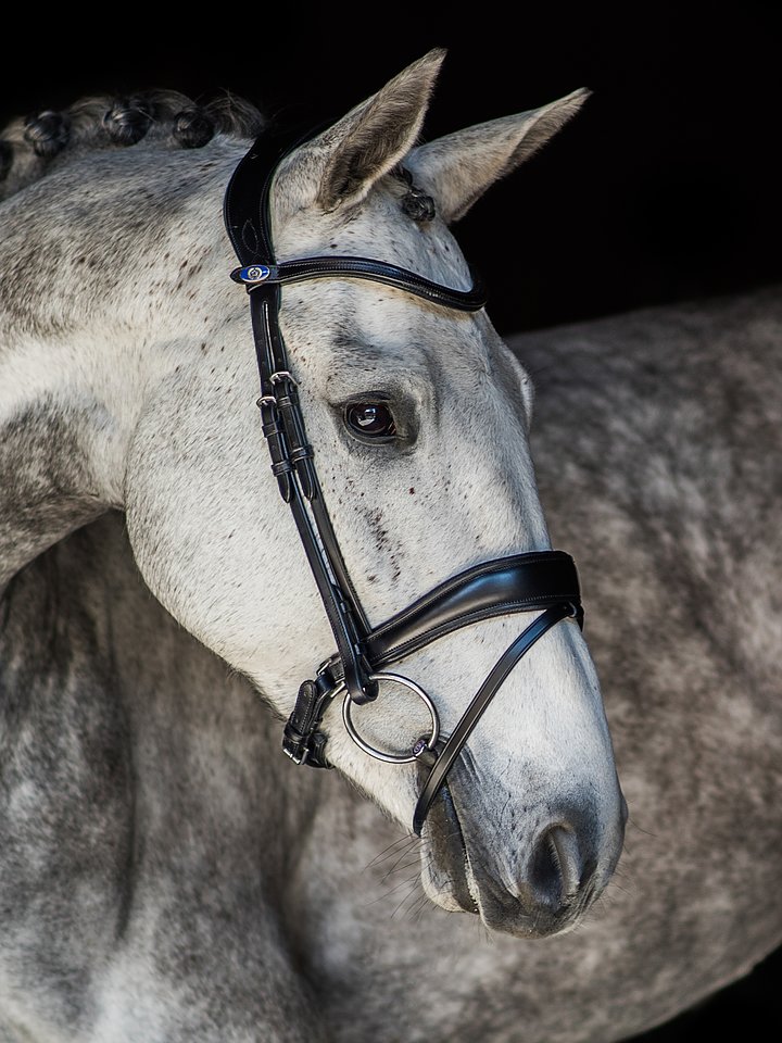 Flying Change Bridle + Dubai Flat Dressage Reins