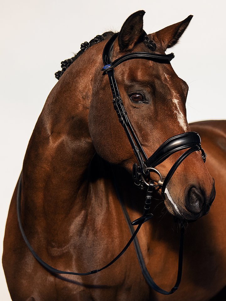 Flying Change Bridle + Dubai Flat Dressage Reins