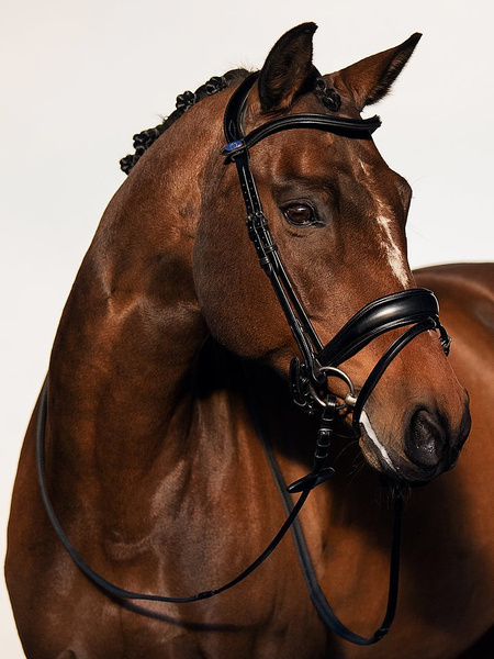 Flying Change Bridle + Dubai Flat Dressage Reins