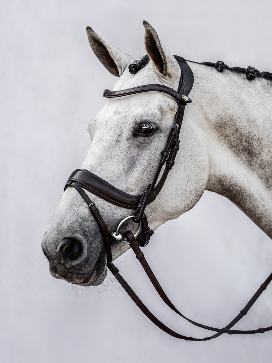 Paladin Bridle + Dubai Flat Dressage Reins