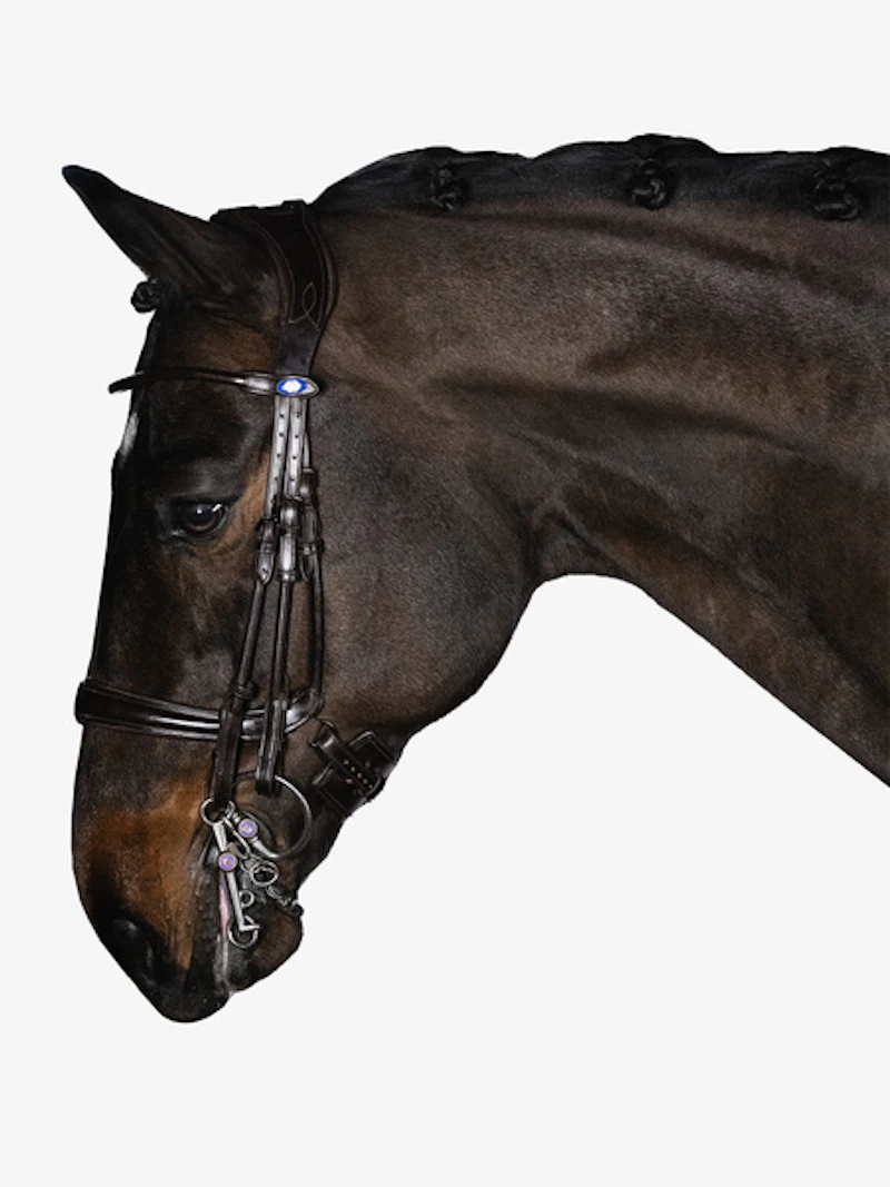Paragon Double Bridle Paragon Double Bridle