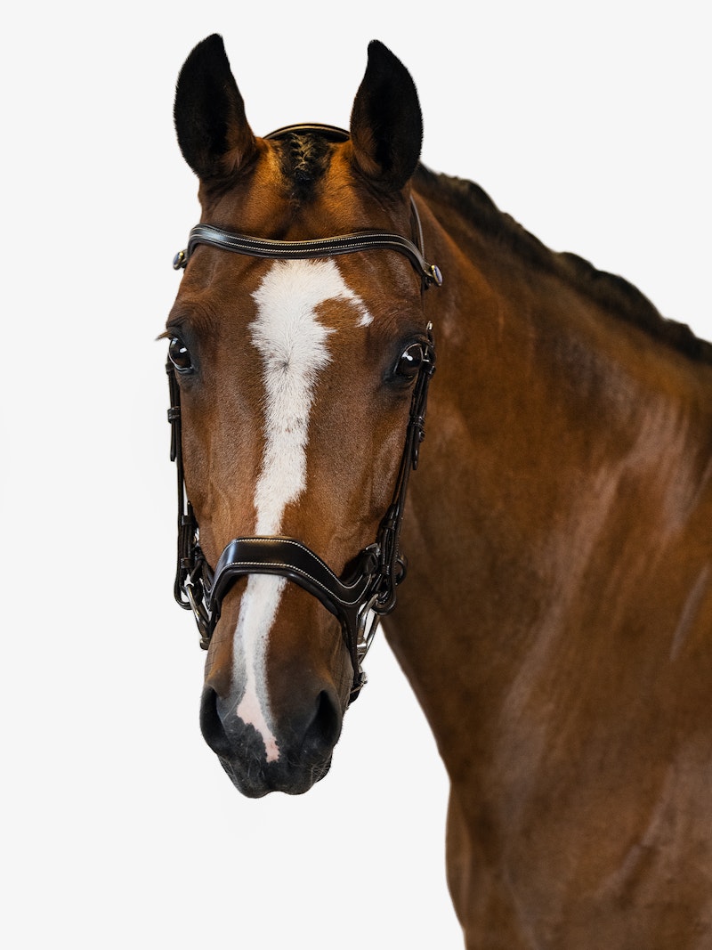 Pioneer Bridle Pioneer Bridle