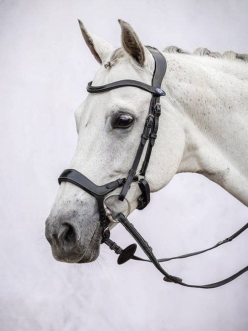 Pioneer Bridle + Dubai Flat Dressage Reins