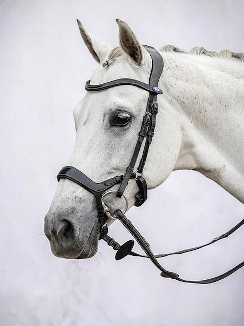 Pioneer Bridle + Dubai Flat Dressage Reins Pioneer Bridle + Dubai Flat Dressage Reins