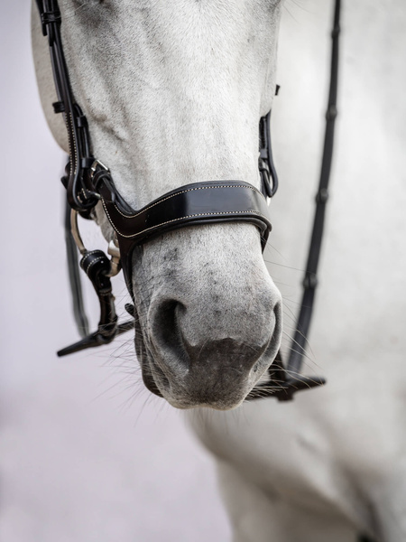 Pioneer Bridle + Dubai Flat Dressage Reins